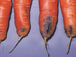 Symptôme de tache d'eau sur carotte, lié à une anoxie